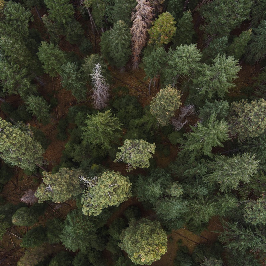 Aerial photograph of a forest
